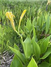 Canna flaccida golden for sale  West Palm Beach