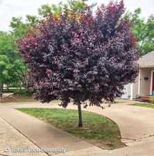 leaf tree purple plum for sale leaf tree purple plum for sale Grantsburg