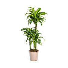 Dracaena deremensis dorado gebraucht kaufen  Düsseldorf