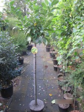 Prunus laurocerasus cleopatra usato  Spedire a Italy