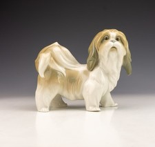 shih tzu puppies for sale shih tzu puppies for sale UK