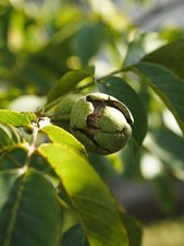 Juglans regia english for sale  KING'S LYNN