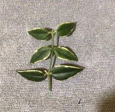 Hoya bella outer for sale  PRESCOT