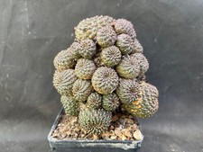 Sulcorebutia heinzii vivaio usato  Massafra