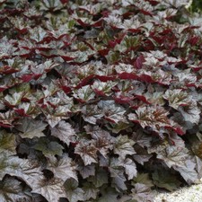 Microfono heuchera. palace usato  Spedire a Italy