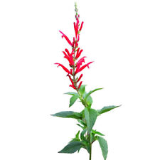 Salvia elegans sauge d'occasion  Pouzauges