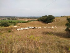 Pecore razza sarda usato  Sassari