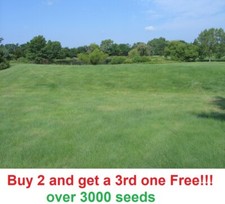 Buffalo grass seed for sale  Linwood