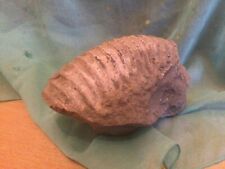 Trilobite fossil rough for sale  BEXHILL-ON-SEA