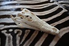 Neu krokodilschädel crocodylu gebraucht kaufen  Hamburg