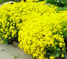 Alyssum saxatile compactum for sale  READING