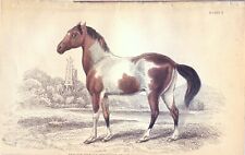 Cavallo tibetano jardine usato  Città di Castello