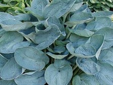 Hosta big daddy for sale  RUSHDEN