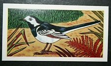 Pied wagtail vintage for sale  DERBY