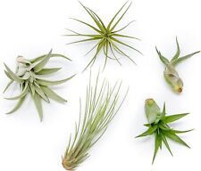 Classic air plants for sale  Saint Augustine