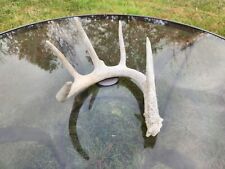 Large whitetail deer for sale  Glenwood