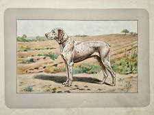 Cane caccia bracco usato  Milano