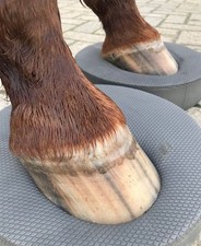 Balance pads pferde gebraucht kaufen Balance pads pferde gebraucht kaufen  Dortmund
