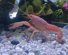 Livepinksakura breeding pair for sale  Julian