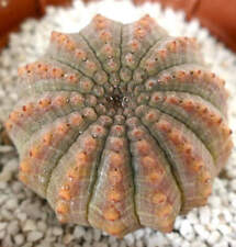 Euphorbia obesa forma usato  Napoli