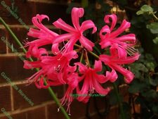 Potted litre nerine for sale  ALFRETON