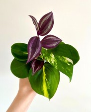 Houseplant cutting beginner for sale  MARKET HARBOROUGH