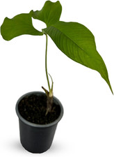 Anthurium draconopterum lush for sale  Denver