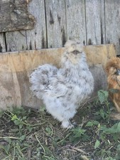 Silkie eggs mixed for sale  HARROW