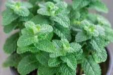 Apple mint herb for sale  DONCASTER