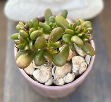 Jade plant purple for sale  Henderson