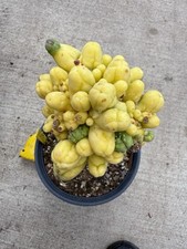 Variegated monstrose pen15 d'occasion  Expédié en Belgium