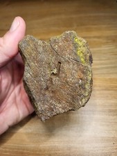 Fossils for sale Fossils for sale SOLIHULL