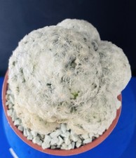 Cactus plante succulente d'occasion  Aire-sur-l'Adour