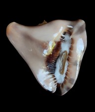 Shell conchiglia cassis usato  Forano