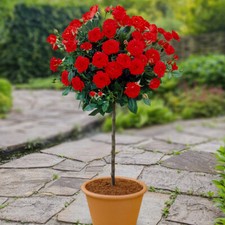 Harkness standard red for sale  PETERBOROUGH