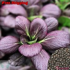 Purple pak choy for sale  Ontario