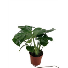 Pianta monstera deliciosa usato  Terlizzi