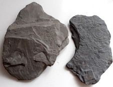 Unpräparierte fossil ammonit gebraucht kaufen  Waibstadt