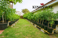 Grafted zill mango for sale  Hialeah