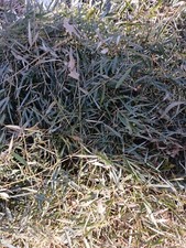Roughly 200 fresh for sale  Horn Lake