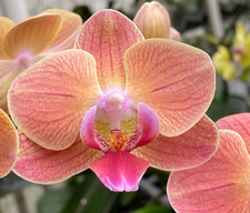 Phal phalaenopsis whiny for sale  Boca Raton