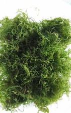 100 gms java for sale  STOCKPORT