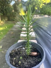 Plants araucaria angustifolia for sale  Ireland
