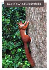 Red squirrel postcard for sale  CRAVEN ARMS