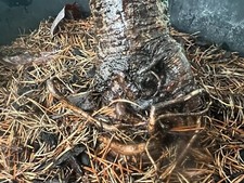 Dwarf slow grow for sale  Grove City