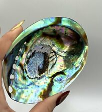 Wunderschöne abalone perlmutt gebraucht kaufen  Gifhorn