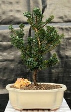 Holly ilex bonsai for sale  Patchogue