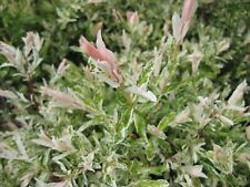 Salix flamingo willow for sale  MARCH
