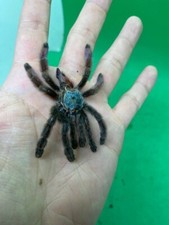 Various tarantula molts for sale  El Monte