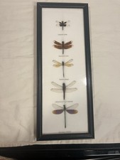Real dragonfly specimen for sale Real dragonfly specimen for sale  Newberry